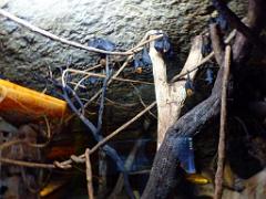 149 BIO PARC DE DOUE LA FONTAINE 1- 2016_000012